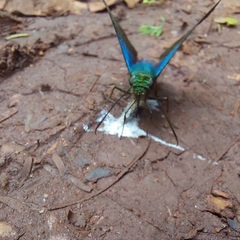 Astraptes fulgerator