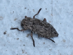 Dicerca crassicollis