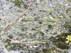 Hydrilla verticillata