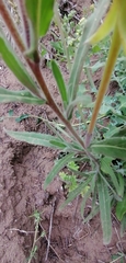 Oenothera