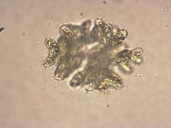 Dimorphococcus lunatus