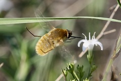 Bombyliini