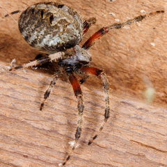 Neoscona domiciliorum