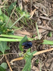 Platydracus maculosus