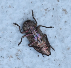 Dicerca crassicollis