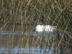 Cygnus melancoryphus