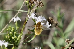 Bombyliini