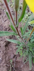 Oenothera