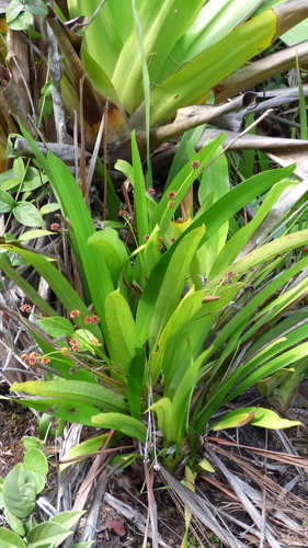 Stegolepis ferruginea