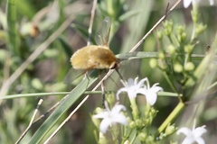 Bombyliini