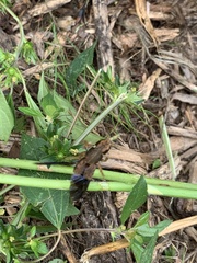 Platydracus maculosus