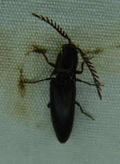 Dicrepidius corvinus