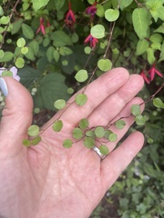 Muehlenbeckia complexa