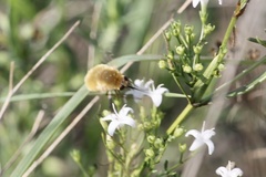 Bombyliini