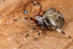 Neoscona domiciliorum