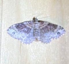 Xanthorhoe ferrugata