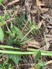 Platydracus maculosus