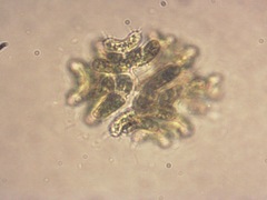 Dimorphococcus lunatus