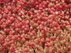 Mesembryanthemum nodiflorum