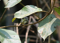 Pogonotriccus ophthalmicus
