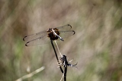 Dythemis fugax