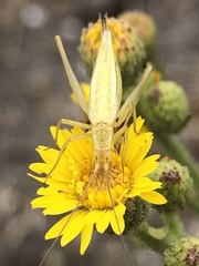 Oecanthus argentinus