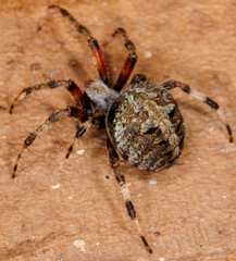 Neoscona domiciliorum