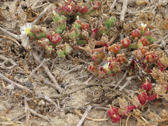 Mesembryanthemum nodiflorum