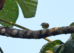 Phylloscartes parkeri