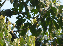 Conopias cinchoneti
