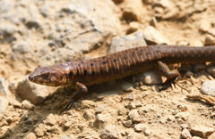 Euspondylus excelsum