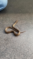 Pituophis deppei