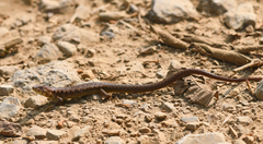 Euspondylus excelsum