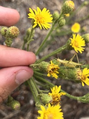 Oecanthus argentinus