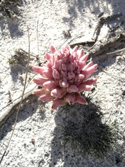 Hyobanche thinophila