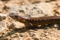 Euspondylus excelsum