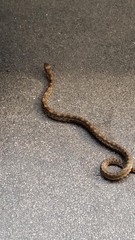 Pituophis deppei