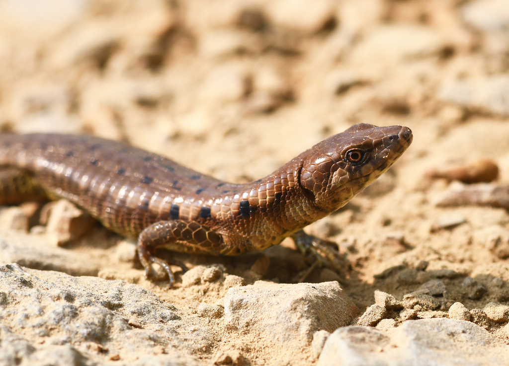 Cercosaurinae