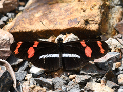 Heliconius telesiphe
