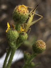 Oecanthus argentinus
