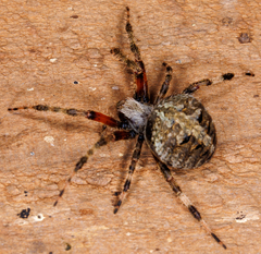 Neoscona domiciliorum