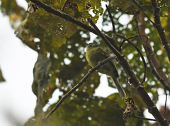 Pogonotriccus poecilotis
