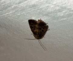 Lacinipolia renigera