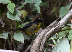 Atlapetes melanolaemus