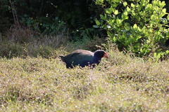 Porphyrio hochstetteri