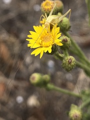 Oecanthus argentinus