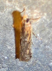 Elasmopalpus lignosella