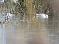 Cygnus melancoryphus