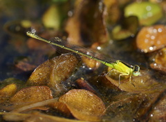 Ischnura pruinescens