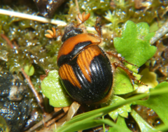 Bolbocerosoma farctum
